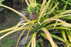 Praslin: Wycieczka jednodniowa Valle De Mai, Muzeum Cote D'or i Anse Lazio