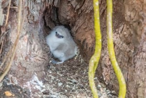 Кузен Курьез и Сен-Пьер и барбекю на обед