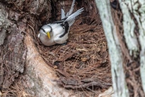 Кузен Курьез и Сен-Пьер и барбекю на обед