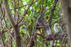 Кузен Курьез и Сен-Пьер и барбекю на обед