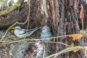 Кузен Курьез и Сен-Пьер и барбекю на обед