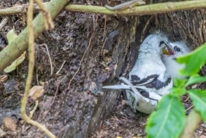 Кузен Курьез и Сен-Пьер и барбекю на обед