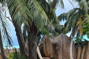 Кузен Курьез и Сен-Пьер и барбекю на обед