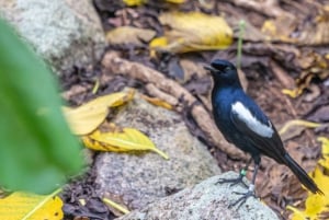 Кузен Курьез и Сен-Пьер и барбекю на обед