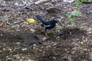 Кузен Курьез и Сен-Пьер и барбекю на обед