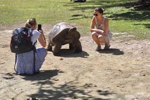 Кузен Курьез и Сен-Пьер и барбекю на обед