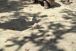 Кузен Курьез и Сен-Пьер и барбекю на обед