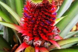 Praslin: upptäck ön med en lokal guide