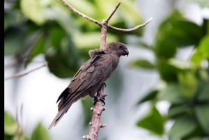 Praslin: upptäck ön med en lokal guide