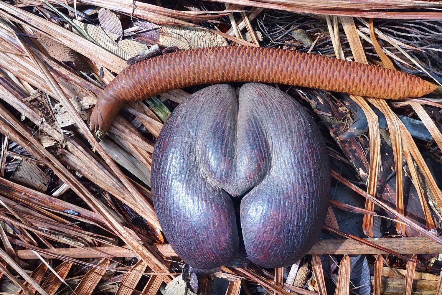 Praslin: private tour of the Vallée de Mai with a local guide