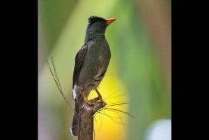 Praslin: privat tur til Vallée de Mai med en lokal guide