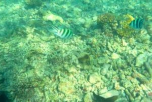 Seychellerne: Privat bådtur ved solnedgang på Mulan