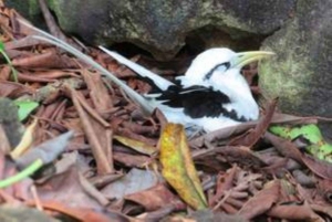 Seychellerne: Privat bådtur ved solnedgang på Mulan