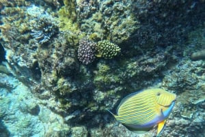 Esnórquel en el Parque Marino de St-Pierre y Anse Petite Cour