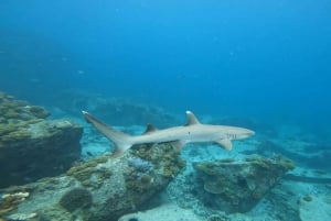 Esnórquel en el Parque Marino de St-Pierre y Anse Petite Cour