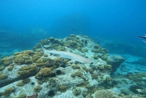 Esnórquel en el Parque Marino de St-Pierre y Anse Petite Cour