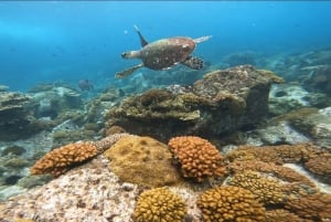 Esnórquel en el Parque Marino de St-Pierre y Anse Petite Cour