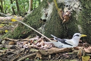 Esnórquel en el Parque Marino de St-Pierre y Anse Petite Cour
