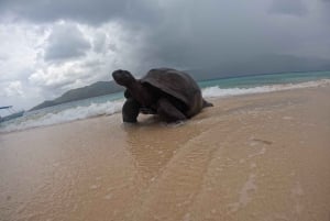Praslin: Curieuse & St-Pierre Boat Adventure med snorkling
