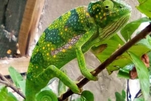 Zanzíbar: Bosque de Jozani, parque de reptiles y playa de Mtende