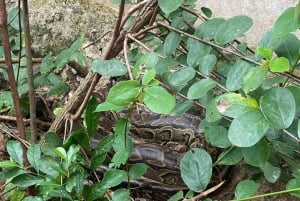 Zanzíbar: Bosque de Jozani, parque de reptiles y playa de Mtende