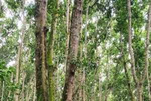 Zanzíbar: Bosque de Jozani, parque de reptiles y playa de Mtende