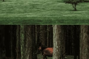 Chongqing: 5-Day Private Tour with Hotel & Transfers