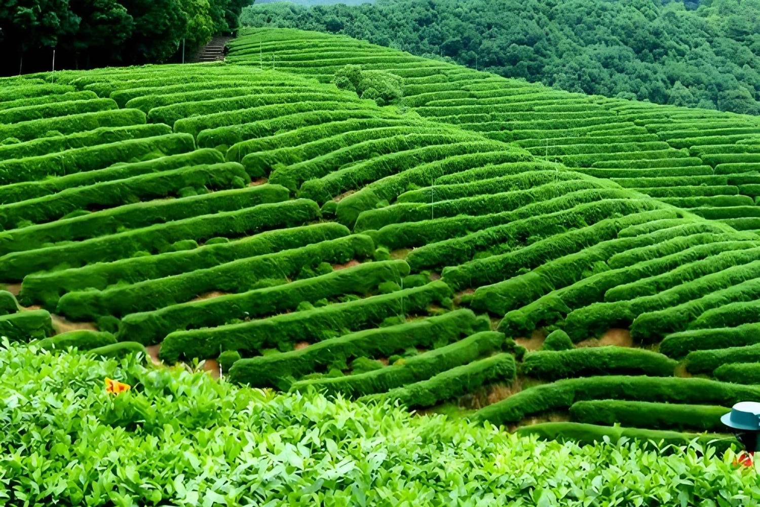 Vanuit Shanghai: 7-daagse tour naar Huangshan, Hangzhou en Wuzhen