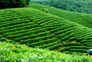 Vanuit Shanghai: 7-daagse tour naar Huangshan, Hangzhou en Wuzhen