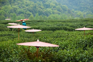 De Xangai: viagem particular de 1 dia a Hangzhou em trem-bala