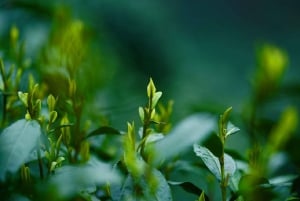 Hangzhou Privé Dagtrip met de Kogeltrein vanuit Shanghai