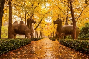 Private Nanjing Day Tour from Shanghai by Bullet Train