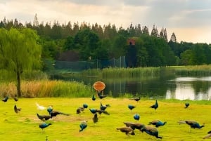 Shanghai: tour privato dell'isola di Chongming con pranzo