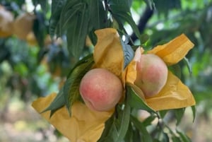 Shanghai : fruits délicats de saison et expérience de cueillette