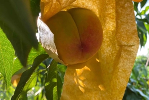 Shanghai : fruits délicats de saison et expérience de cueillette