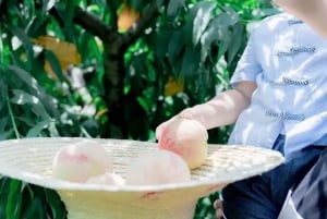 Shanghai : fruits délicats de saison et expérience de cueillette