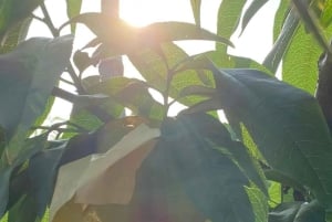 Shanghai : fruits délicats de saison et expérience de cueillette