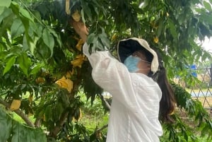 Shanghai : fruits délicats de saison et expérience de cueillette
