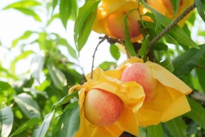 Shanghai : fruits délicats de saison et expérience de cueillette