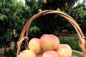 Shanghai : fruits délicats de saison et expérience de cueillette