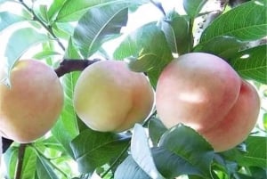 Shanghai : fruits délicats de saison et expérience de cueillette