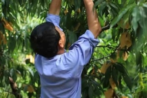 Shanghai : fruits délicats de saison et expérience de cueillette