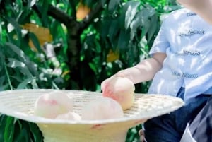 Shanghai: frutta delicata di stagione e esperienza di raccolta
