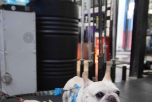 Shanghai Fitness & Culture Tour with Gym, Jade Buddha Temple