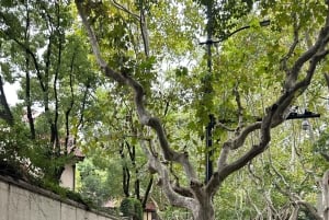 Shanghái: tour para correr y a pie por la Concesión Francesa