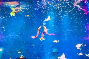 Shanghai: Haichang Ocean Park Ticket für Erwachsene