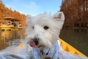 Shanghái: Aventura en kayak en el Parque Forestal de la Bahía de Shanghái