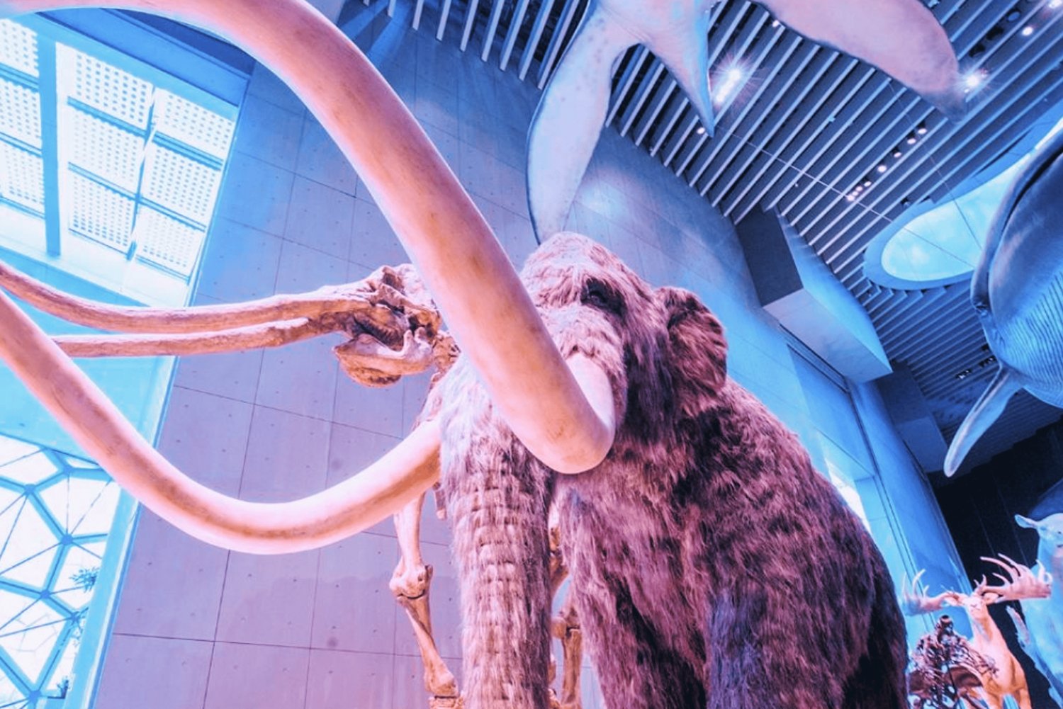Shanghai: Natural History Museum Admission entry ticket