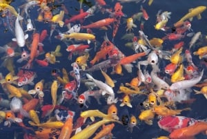 上海4時間ツアー：食、文化、スカイライン、サイクリング、フェリー