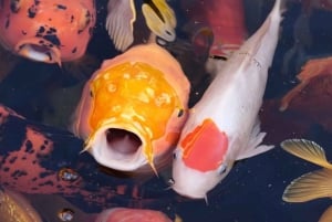 上海4時間ツアー：食、文化、スカイライン、サイクリング、フェリー